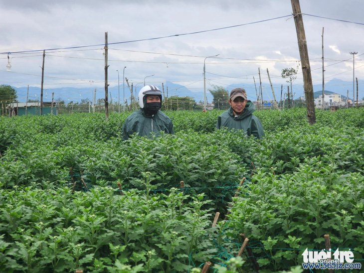 Tết đến gần nhưng vắng người mua， thủ phủ hoa cúc miền Trung lo lắng - Ảnh 5.