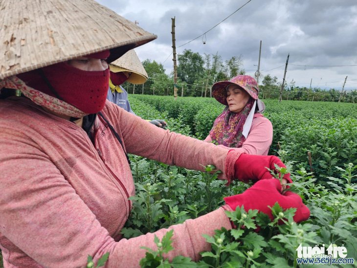 Tết đến gần nhưng vắng người mua， thủ phủ hoa cúc miền Trung lo lắng - Ảnh 6.